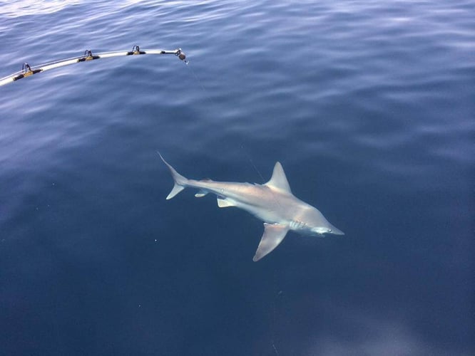 Sharks Baby! - 22’ Cape Horn In Fort Walton Beach