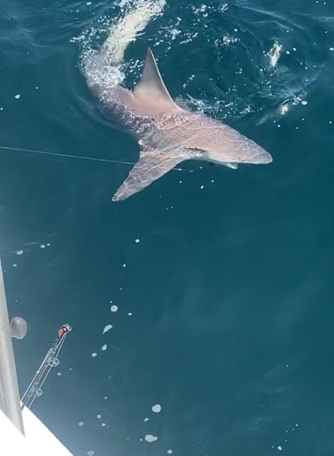 Harbor Hookup: Destin Fishing Fun In Destin