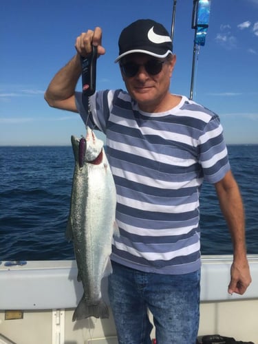 Lake Ontario Salmon Special In Whitby