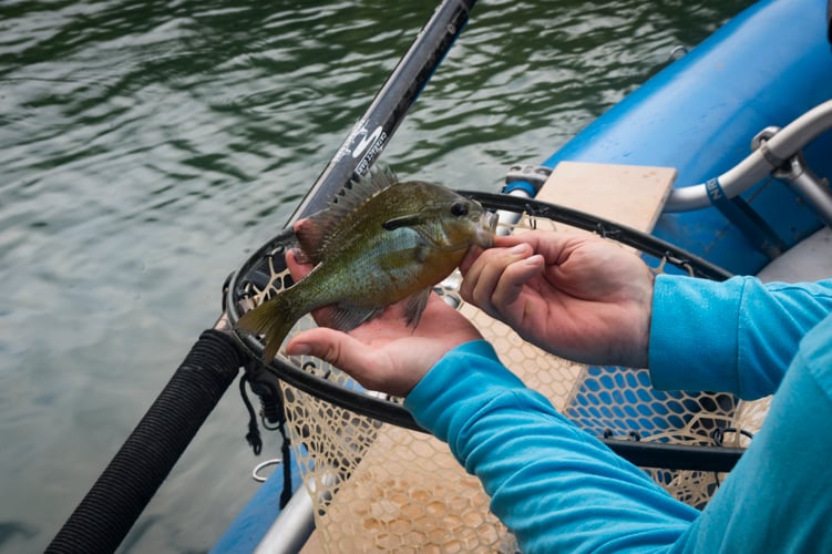 Hill Country Bass & Trout On The Fly In New Braunfels