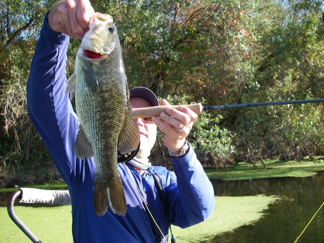 Hill Country Bass & Trout On The Fly In New Braunfels