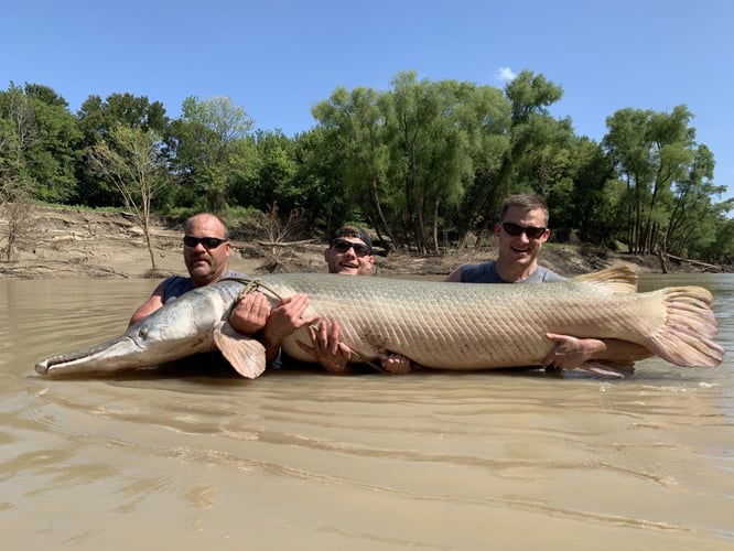 Garzilla Gar Fishing Near Palestine in Palestine