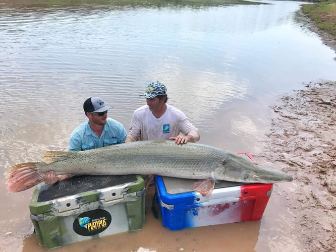 Garzilla Gar Fishing Near Palestine in Palestine