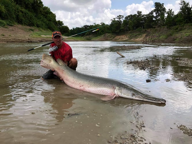 Garzilla Gar Fishing Near Palestine In Palestine