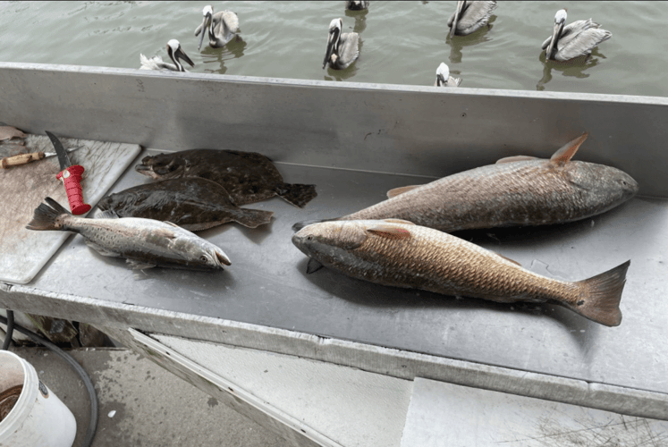 6-Hour Fishing Trip - 21’ SeaHunt