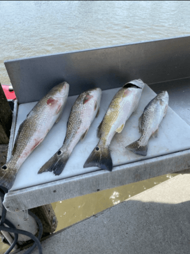 6-Hour Fishing Trip - 21’ SeaHunt