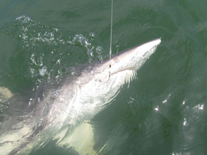 Trophy Thrills With Captain Shannon In Galveston