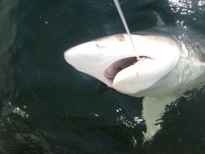 Offshore Trophy Hunt In Galveston