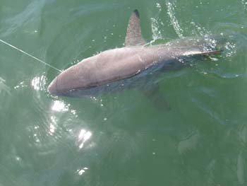 Full Day Offshore (20-50 mi.) in Galveston