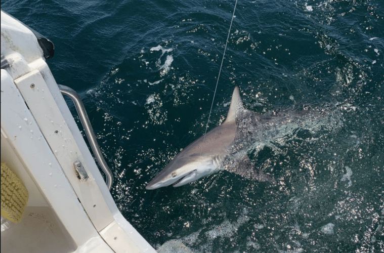 Galveston Deep Sea Trophy Fishing in Galveston