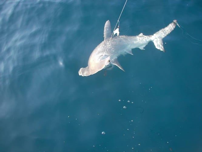 Shark Quest With Captain Derek In Texas City