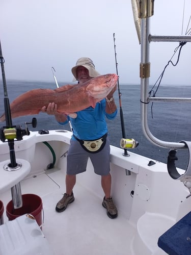 Roosterfish, Grouper, Snapper - 33' Proline