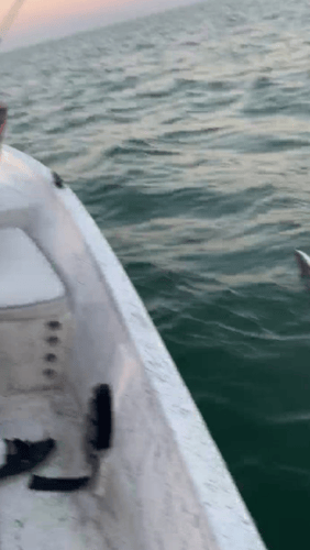 Galveston Bay Shark Special In Galveston