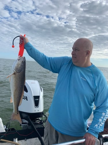 Sabine Lake Trout & Redfish In Deer Park