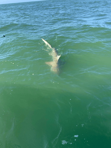 Galveston Bay Shark Special In Galveston