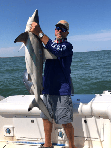 Galveston Bay Shark Special In Galveston