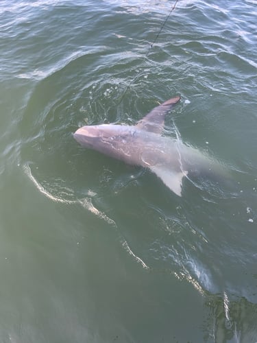 Galveston Bay Shark Special In Galveston