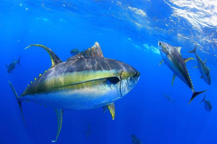 Tulum Trophy Hunt in Tulum
