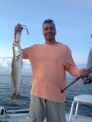 Fulton Inshore Special in Fulton