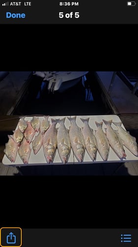 Lake Buchanan Special in Burnet