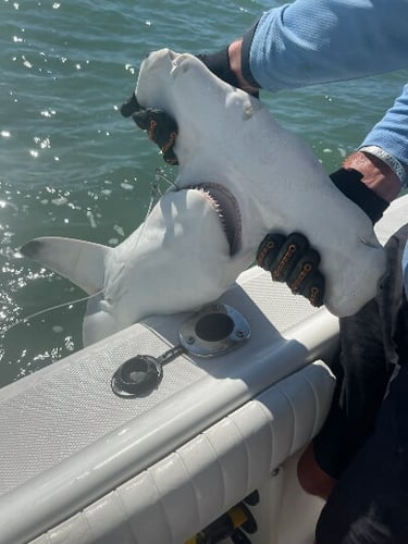 Bay And Jetty Trip -  26' Century In Galveston