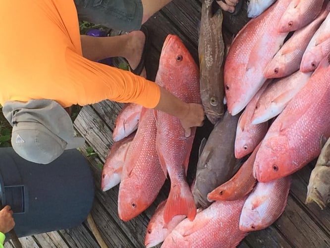 Destin Fishing Fun In Destin