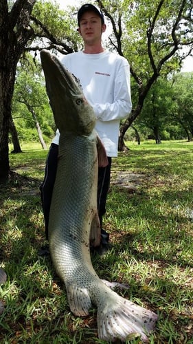 Monster Gar On Rod And Reel In Houston