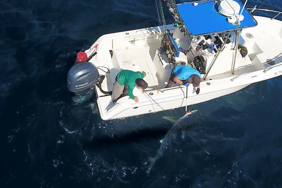 Boat photo for Mako Shark On The Fly