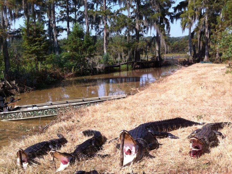 Boat photo for Louisiana Frogging