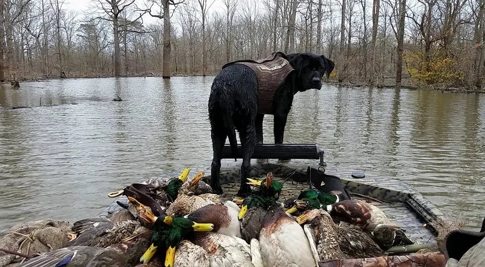 Boat photo for Arkansas Flooded Timber Duck Hunt