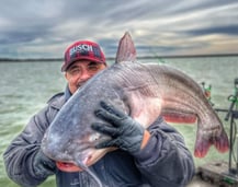 Blue Catfish