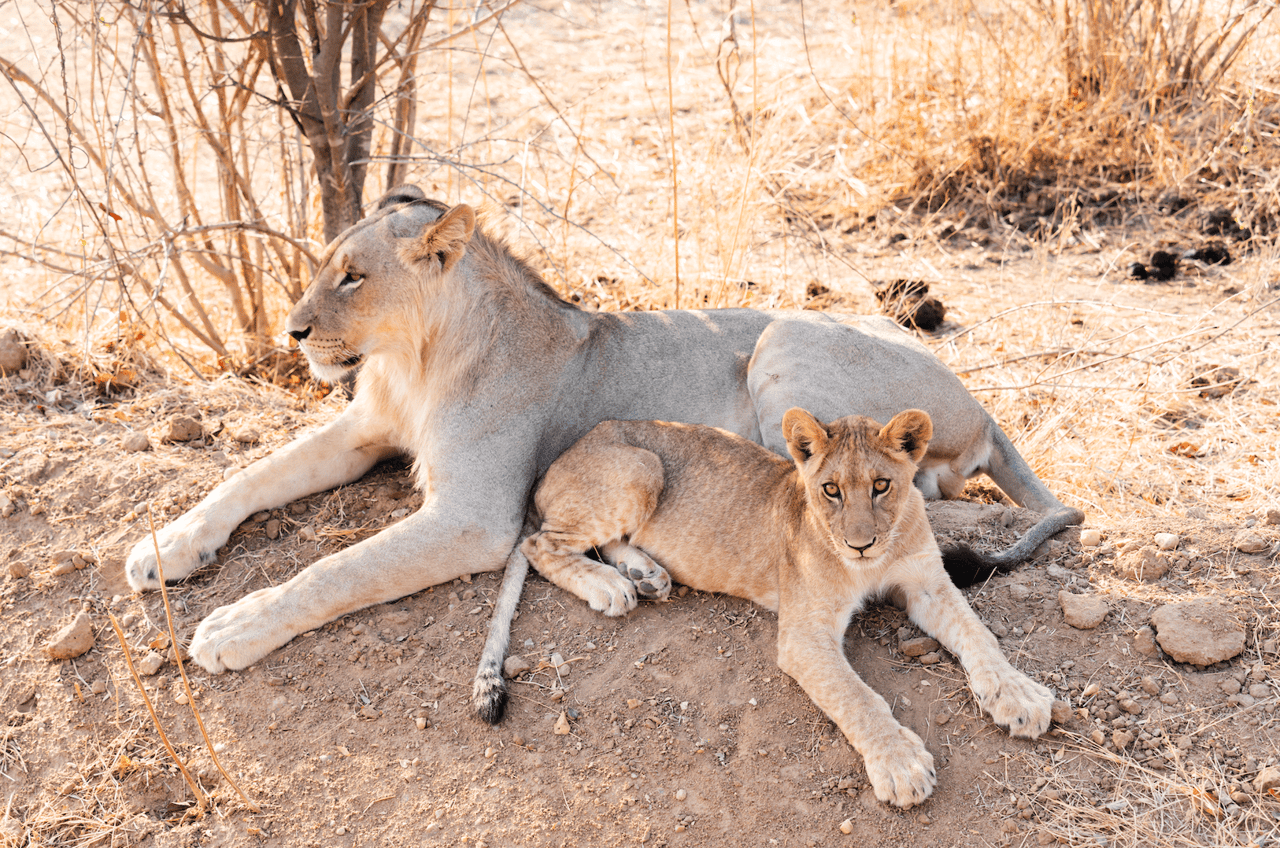 Two juvenile lions laying