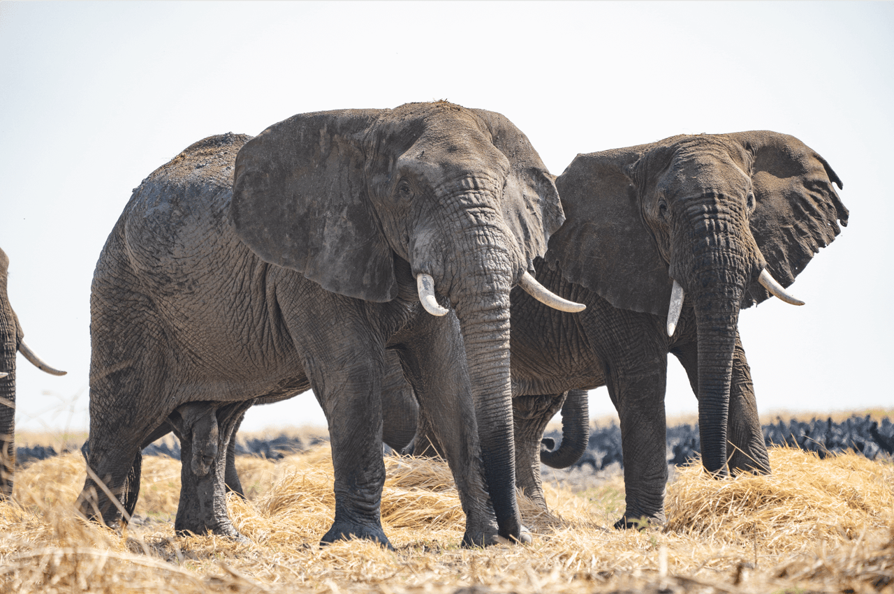 elephants in usangu wetlands