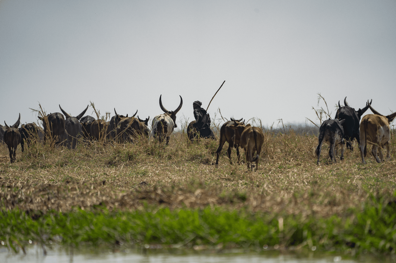 cattle running away in tanzania
