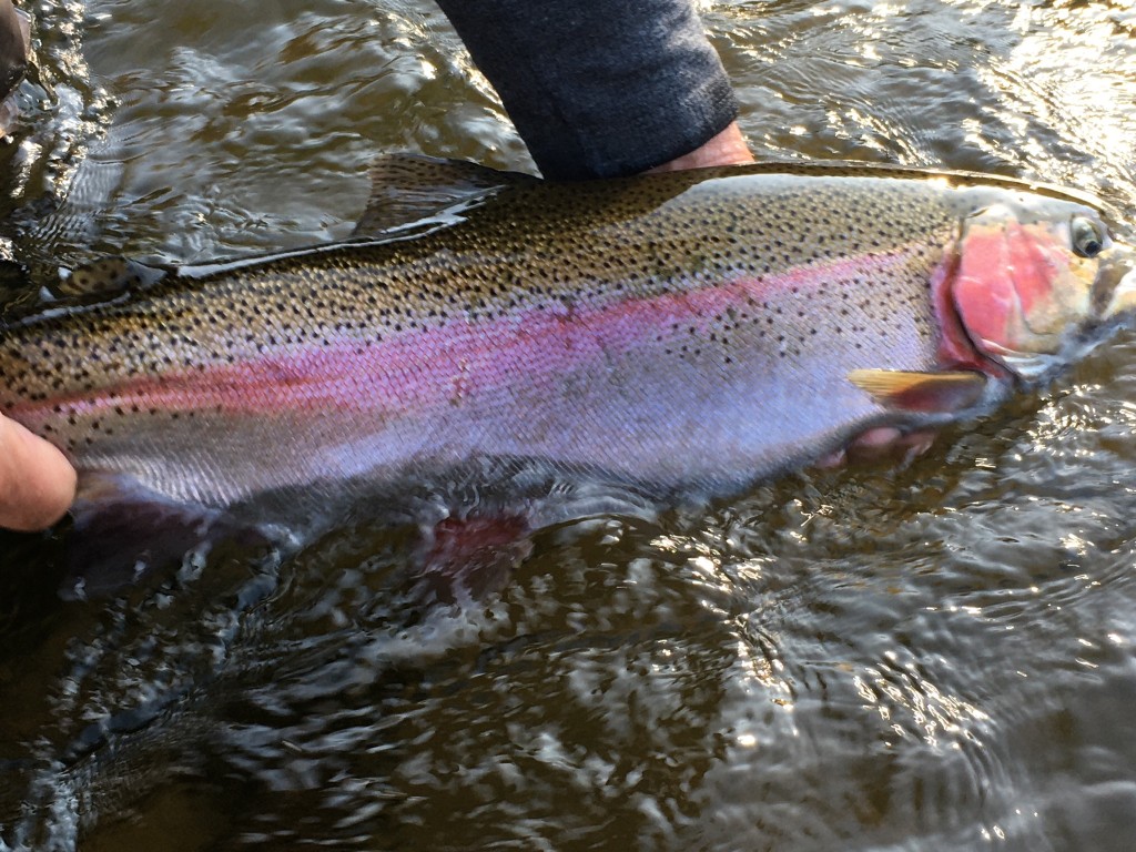 Rainbow Trout Caught Fly Fishing With Kit