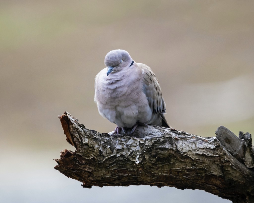 Texas Dove Hunting: Dove on a Branch
