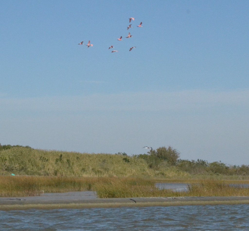Birds Flying Over The Coast In Galveston