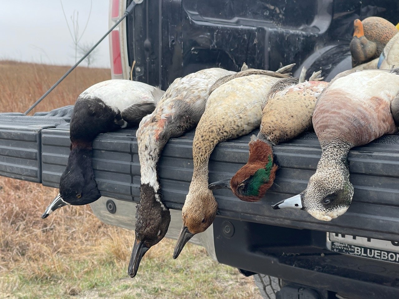 Texas Winter Duck Hunt With Jack Whitaker