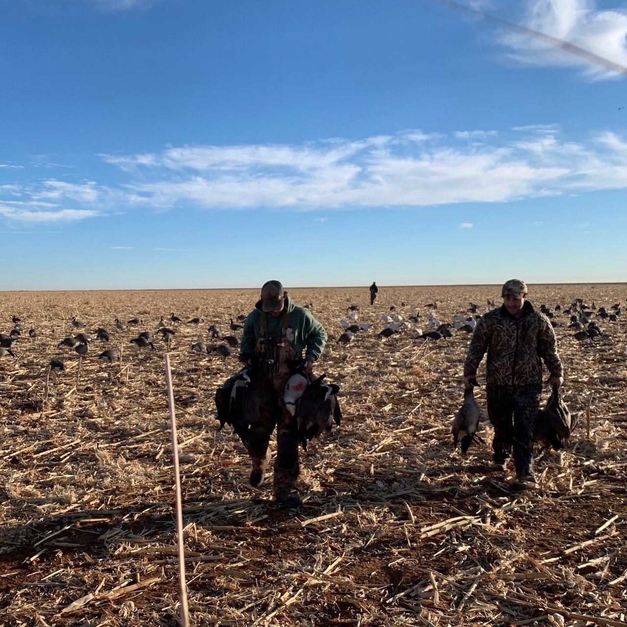 Goose Hunting Texas