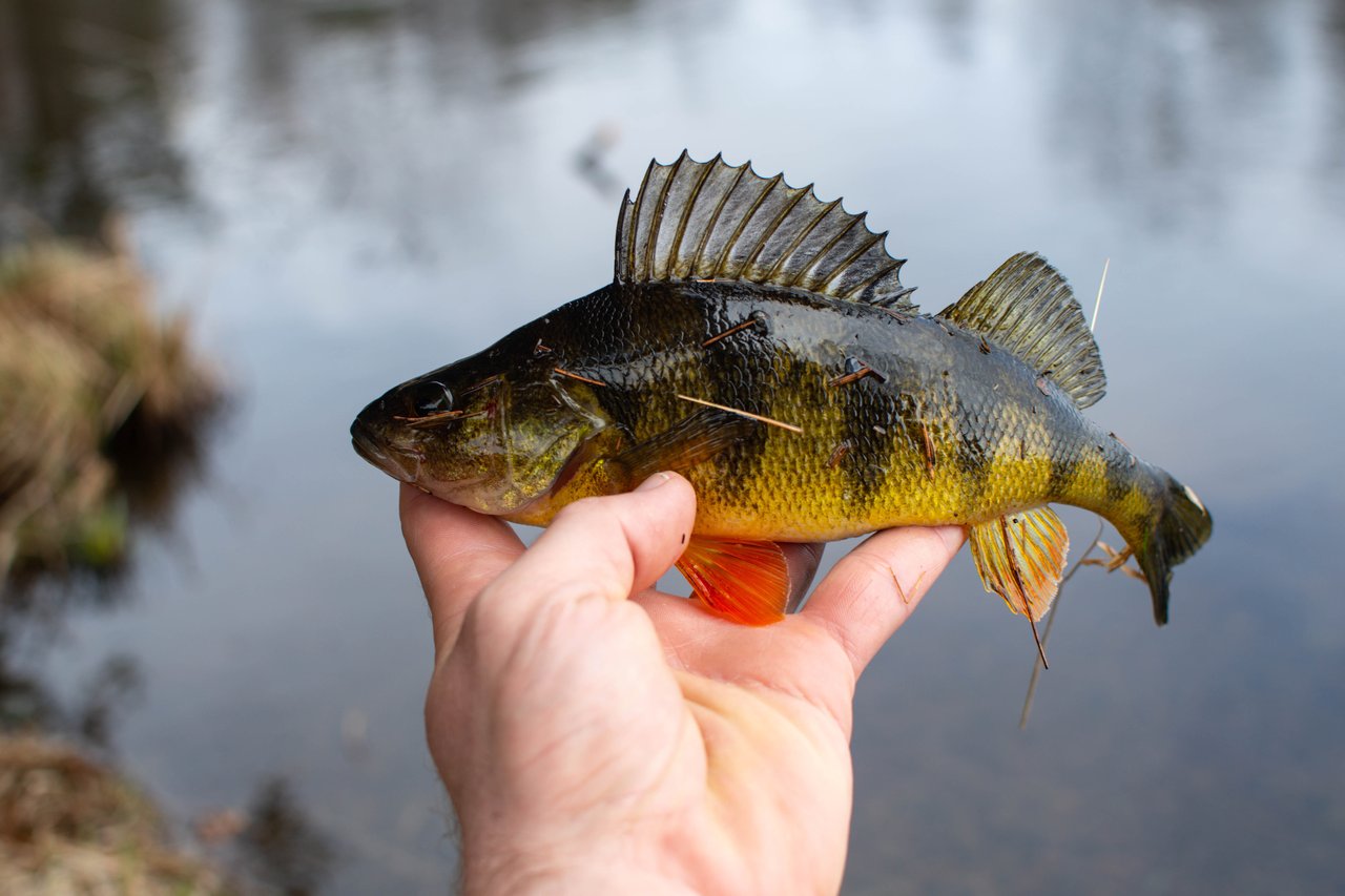 Yellow Perch Fishing