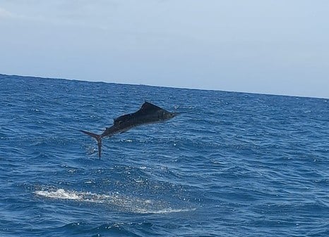 Sailfish Leaping out of the Water