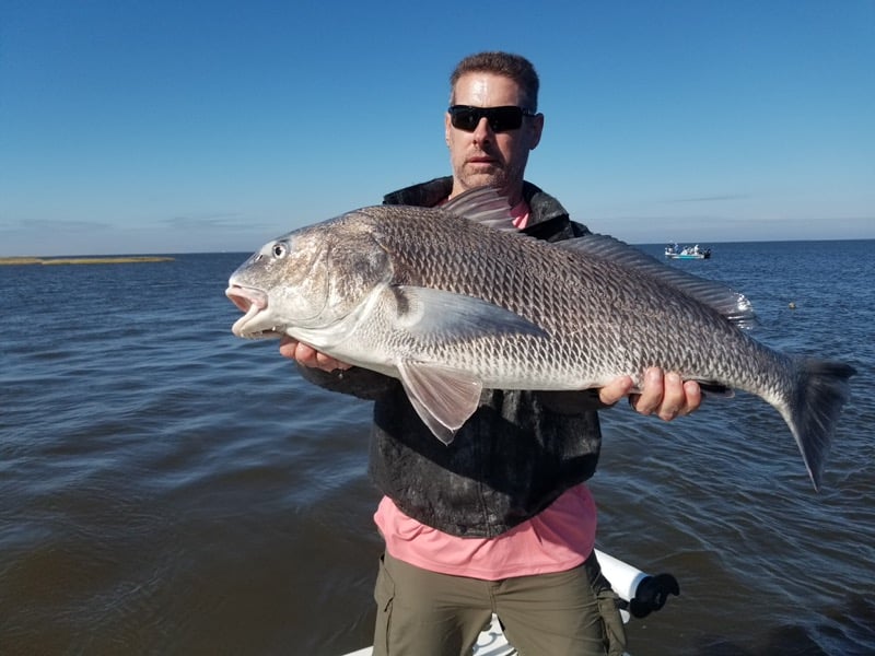 Black Drum With Captain Tommy In Sulphur LA