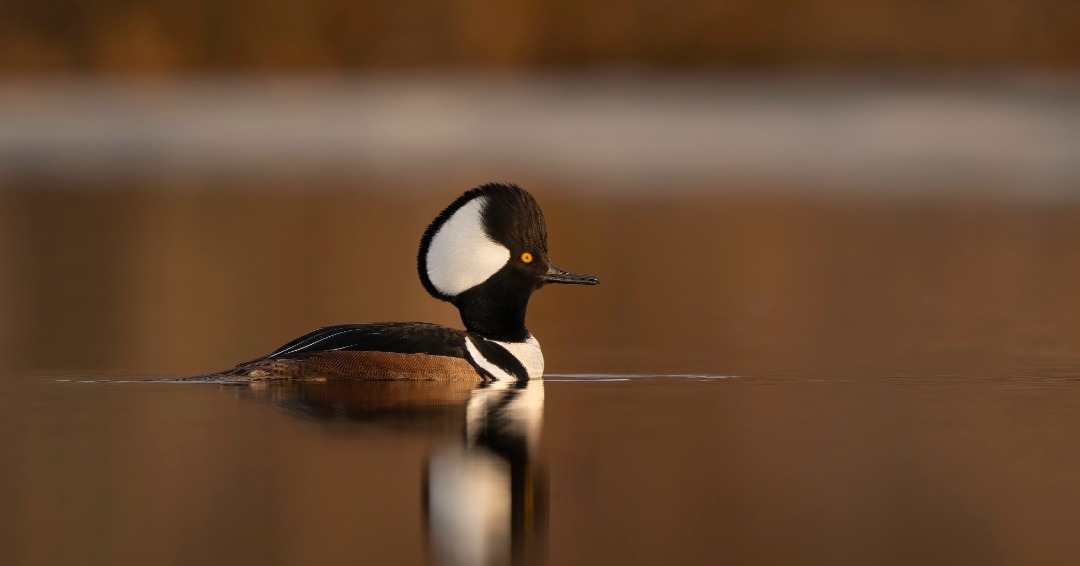 Male Hooded Merganser Duck