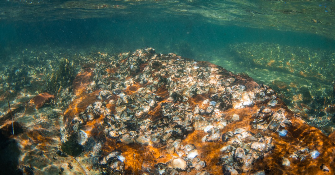 Underwater Oyster Bed