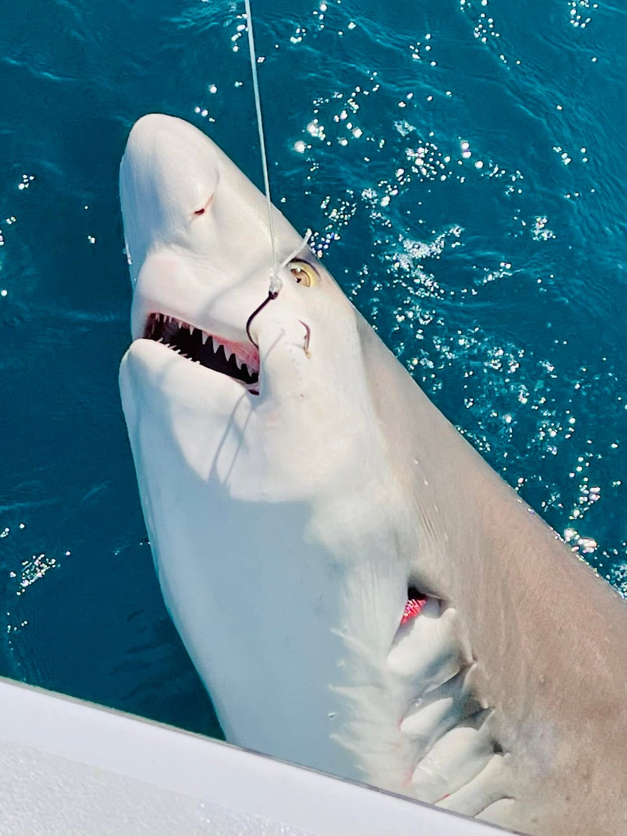 Shark Fishing In Clearwater