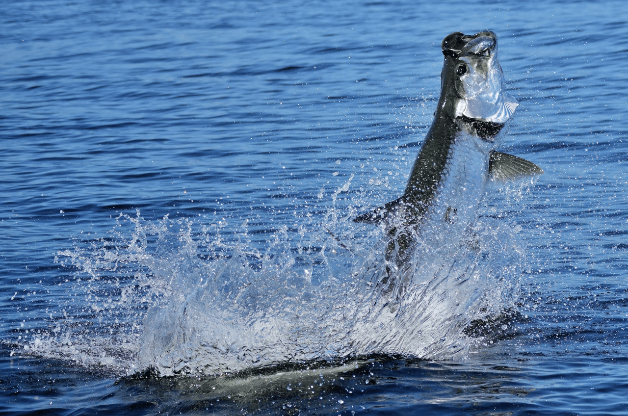 Tarpon acrobatic Jump