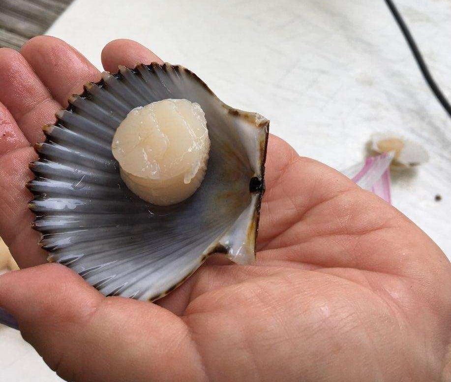 scallop1