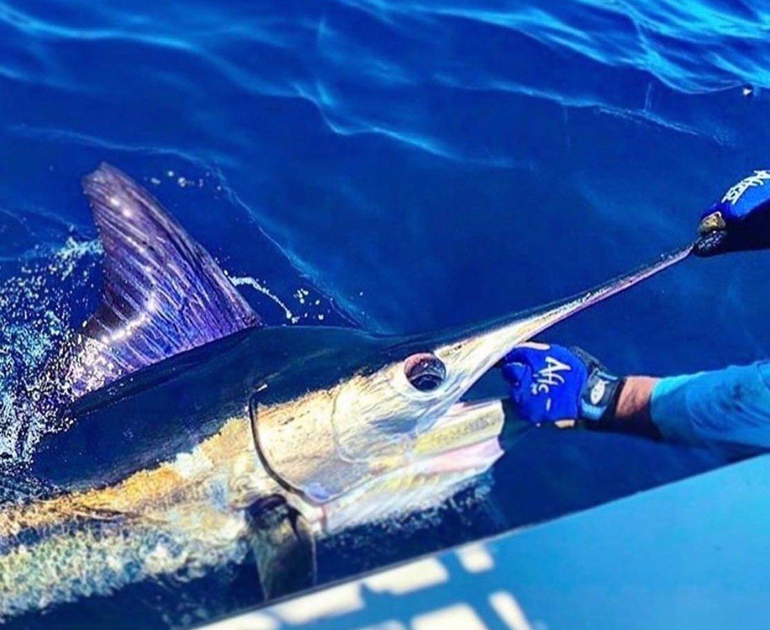 Blue Marlin In Cabo