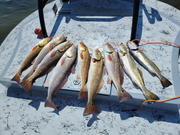 redfish in south padre
