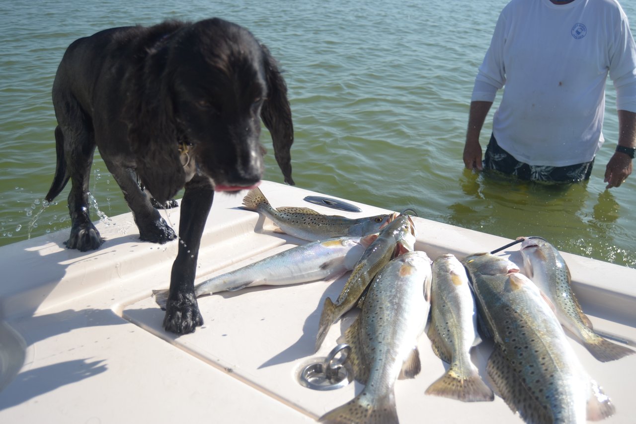 baffin bay trout